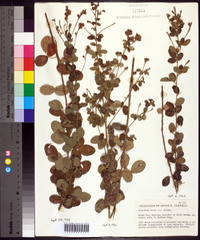 Lespedeza hirta image