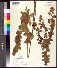 Lespedeza hirta image