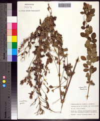 Lespedeza hirta image