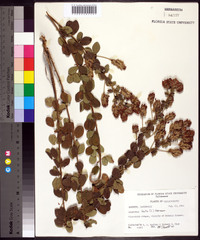 Lespedeza hirta image