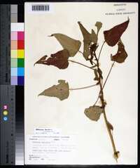 Hibiscus laevis image