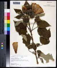 Hibiscus lasiocarpos image