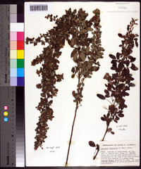 Lespedeza intermedia image