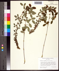 Lespedeza intermedia image