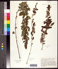 Lespedeza intermedia image