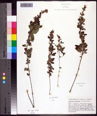 Lespedeza intermedia image