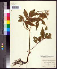 Hydrophyllum virginianum image