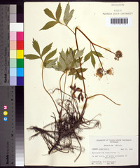 Hydrophyllum virginianum image