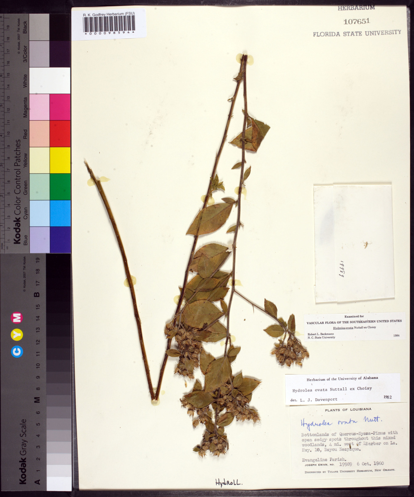 Hydrolea ovata image
