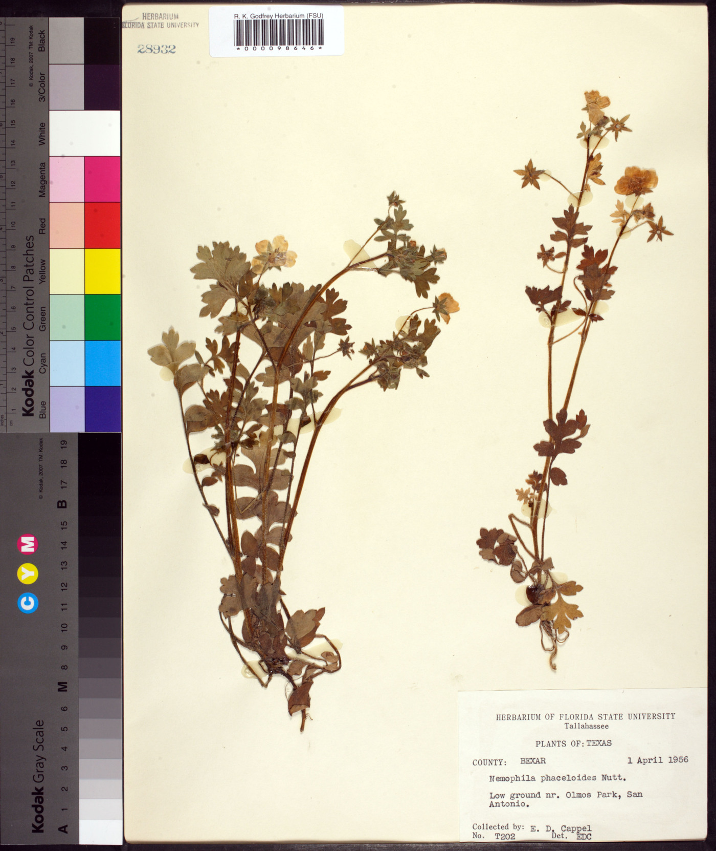 Nemophila phacelioides image