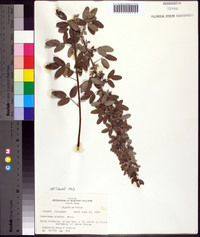 Lespedeza stuevei image