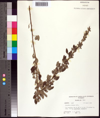 Lespedeza stuevei image