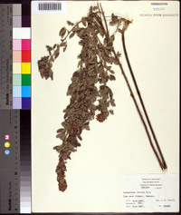 Lespedeza stuevei image