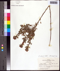 Lespedeza stuevei image