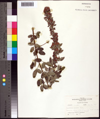 Lespedeza stuevei image