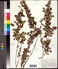 Lespedeza intermedia image