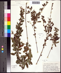 Lespedeza intermedia image