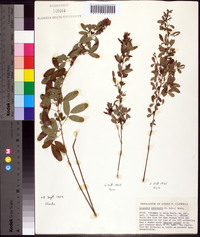 Lespedeza intermedia image