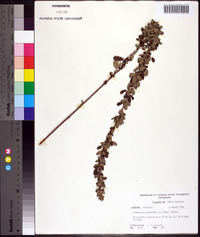 Lespedeza intermedia image