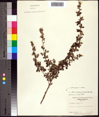 Lespedeza intermedia image