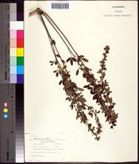 Lespedeza intermedia image