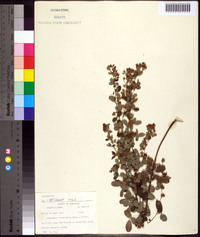 Lespedeza intermedia image