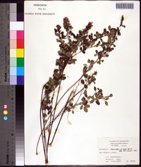 Lespedeza intermedia image