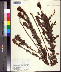 Lespedeza intermedia image