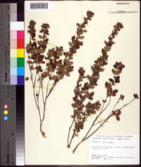 Lespedeza intermedia image