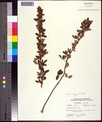 Lespedeza intermedia image