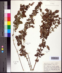 Lespedeza intermedia image