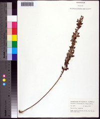 Lespedeza intermedia image