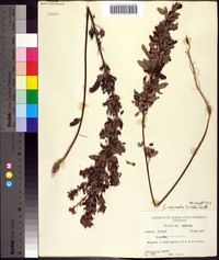 Lespedeza intermedia image