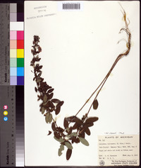 Lespedeza intermedia image