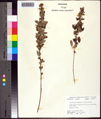 Lespedeza intermedia image