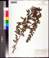 Lespedeza intermedia image