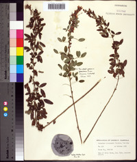 Lespedeza intermedia image