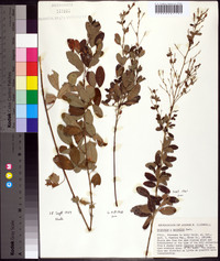 Lespedeza × nuttallii image