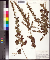 Lespedeza × nuttallii image