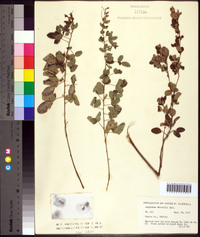 Lespedeza × nuttallii image