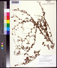 Lespedeza procumbens image
