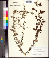 Lespedeza procumbens image