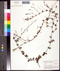 Lespedeza procumbens image