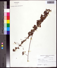 Lespedeza procumbens image