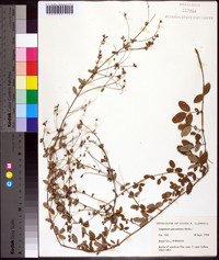 Lespedeza procumbens image