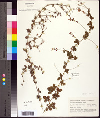 Lespedeza procumbens image