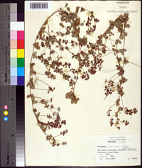 Lespedeza procumbens image