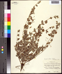 Lespedeza procumbens image