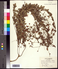 Lespedeza procumbens image