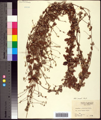 Lespedeza procumbens image